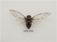 藏品(可禮大蟬)的圖片